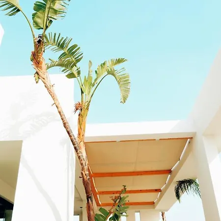 Abonora Drymades דרמי